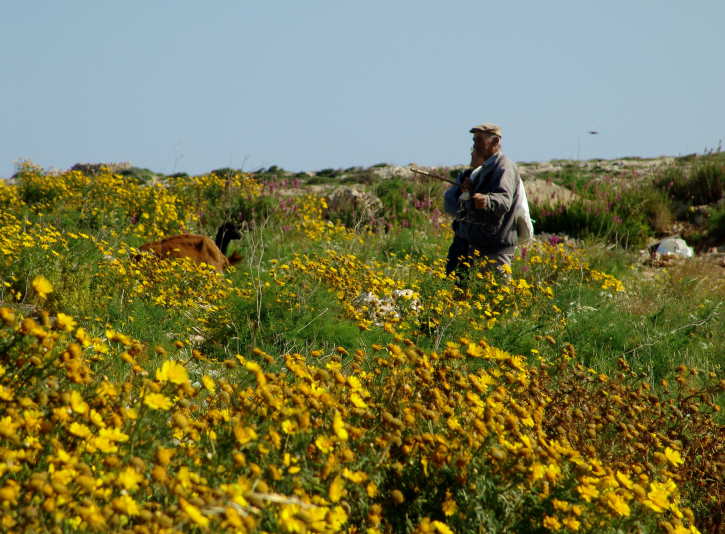 Sch�fer im Gr�nen